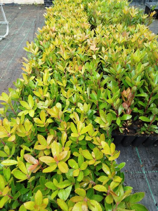 Medronheiros excelentes para mudas