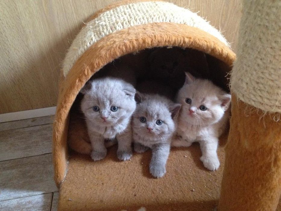 Шотландский прямоухий (скотиш страйт) кот приглашает на вязку