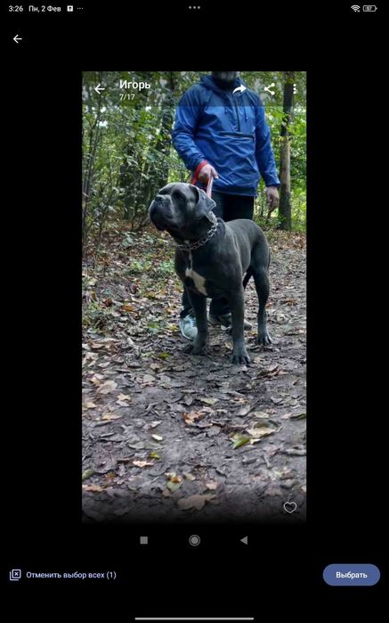 Продам  цуценя Кане-Корсо