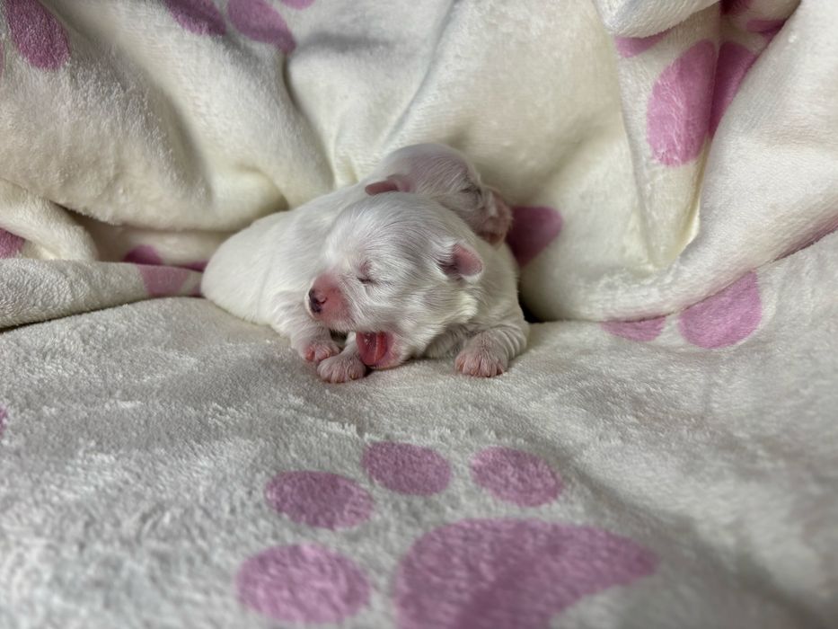 Maltanczyk piesek z odbiorem w czerwcu