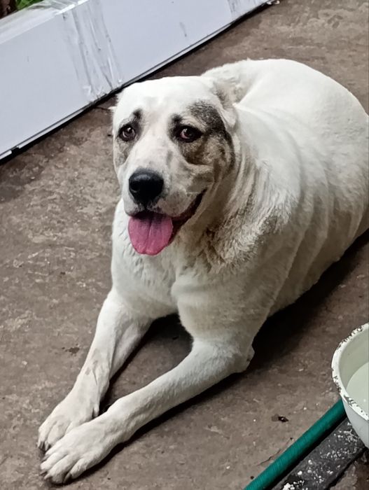 Помогите найти собаку