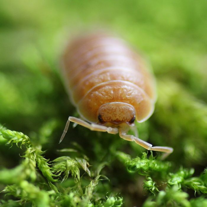 Izopody Porcellio leavis „Orange” pomarańczki
