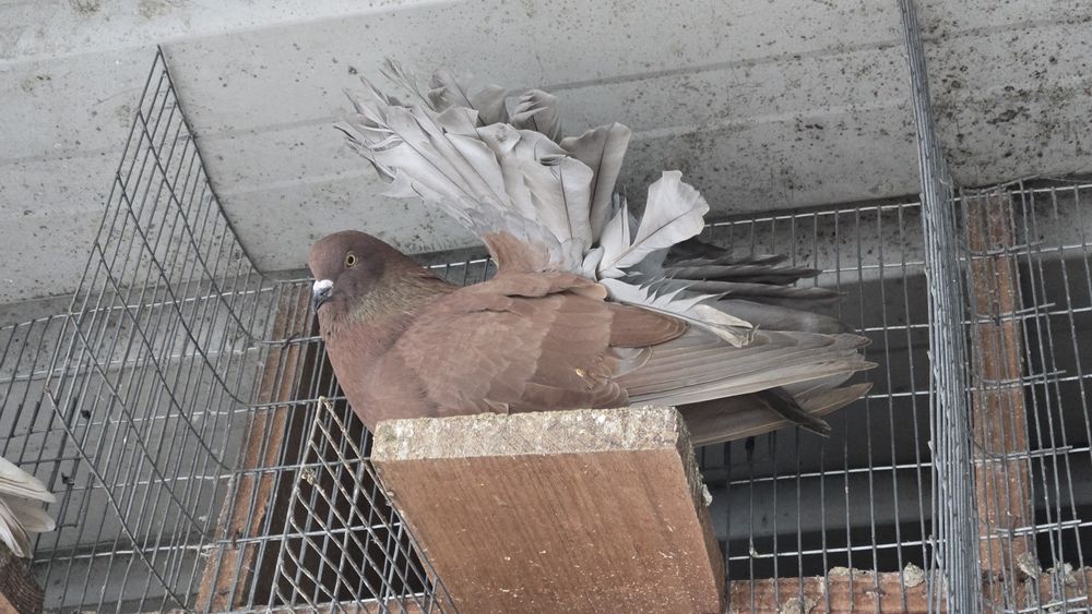 Pombas rabo de leque duplo