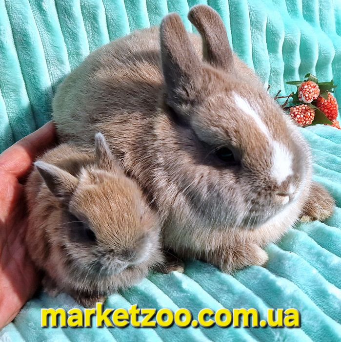 Netherland Dwarf хлопчик окрасу кремовий мардер — ніжність і рідкість
