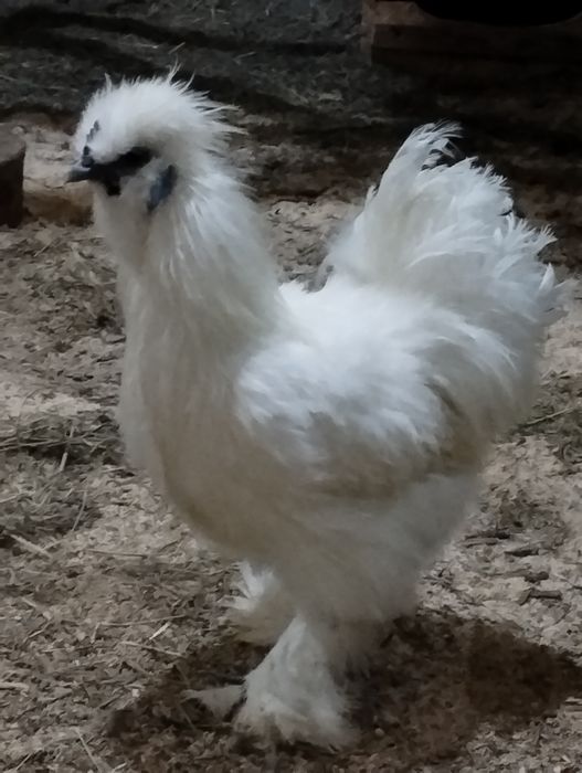 Півник Китайський Шовковий