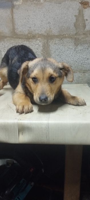 Віддам в добрі руки