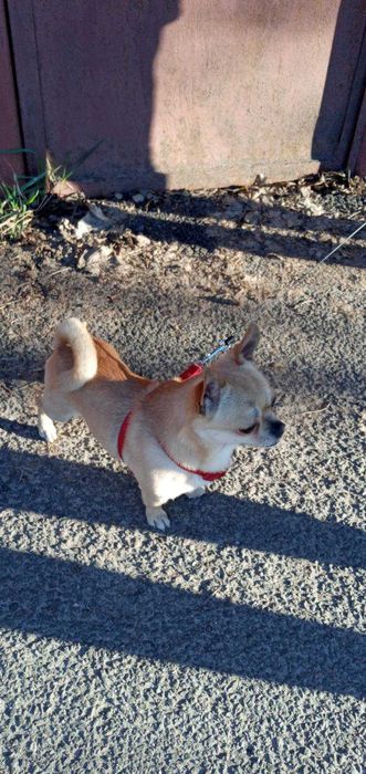 Вязка, случка, самец чихуа-хуа