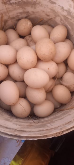 Яйця мускусних качок