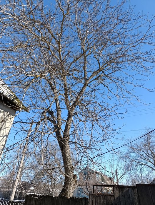 Продам горіх на дрова