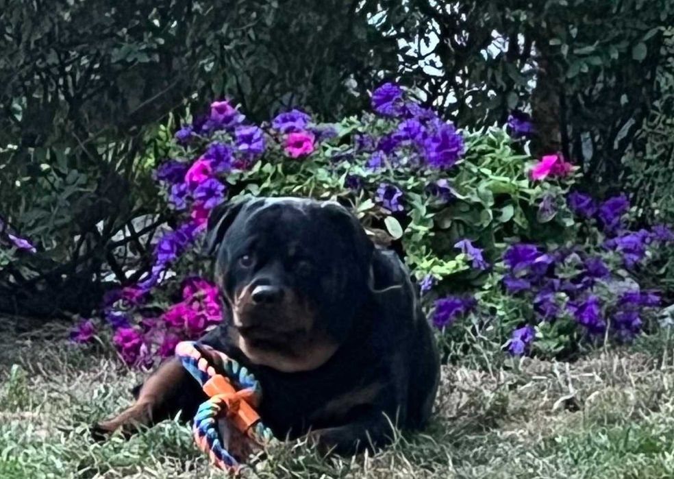 Ротвейлер .В'язка