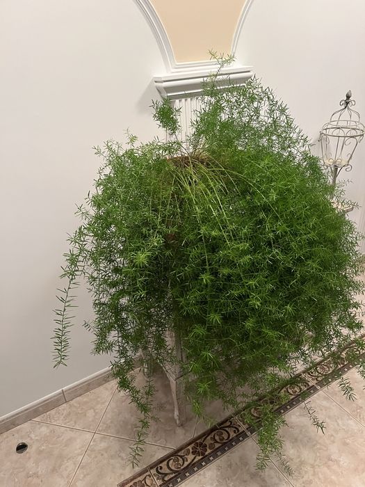 Asparagus duży okaz