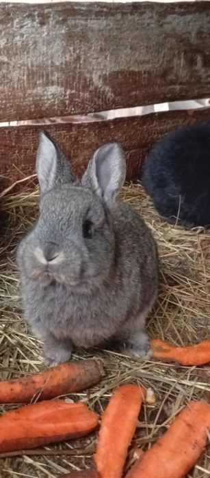 Продаються кролики різного віку