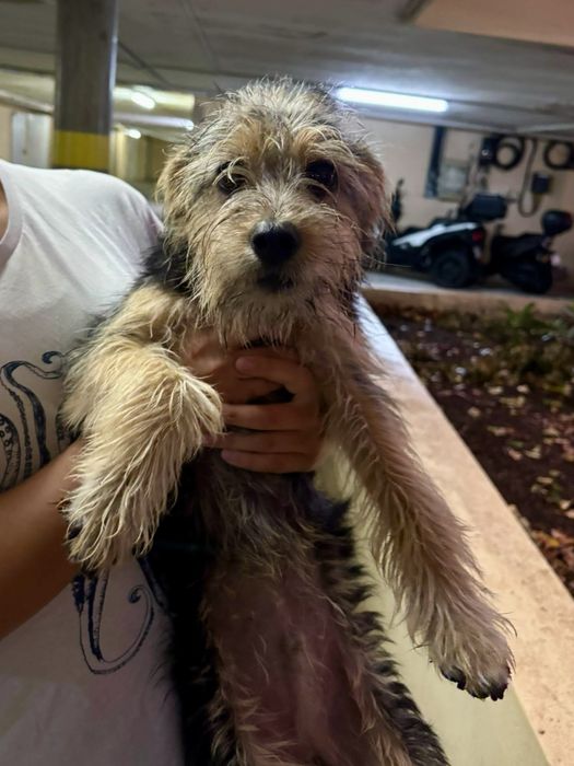 Cães com cerca de 1 ano para adoção responsável