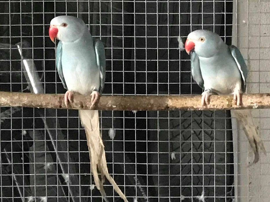 Aleksandrety niebieskie samice G/O do lęgów 2023