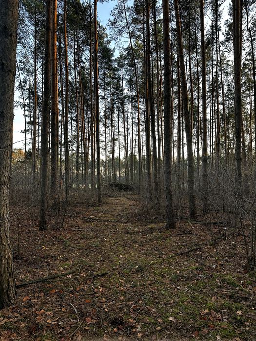 Działka w otoczeniu lasu 20 minut do Torunia