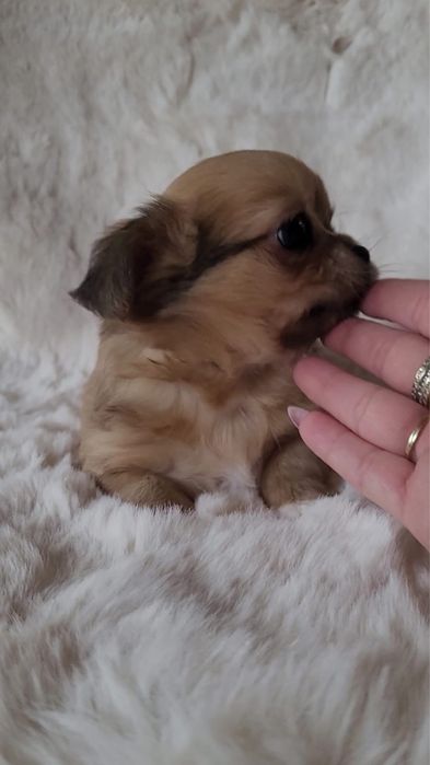 Chihuahua piesek merle długowłosy!!!