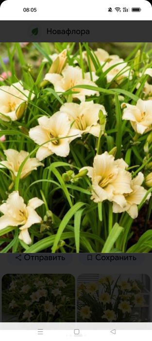 Лилейник Heppy Return