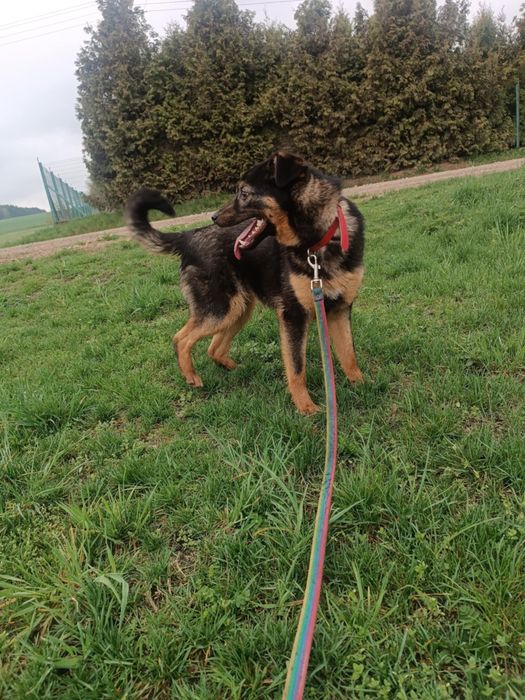 Frankie pies do adopcji