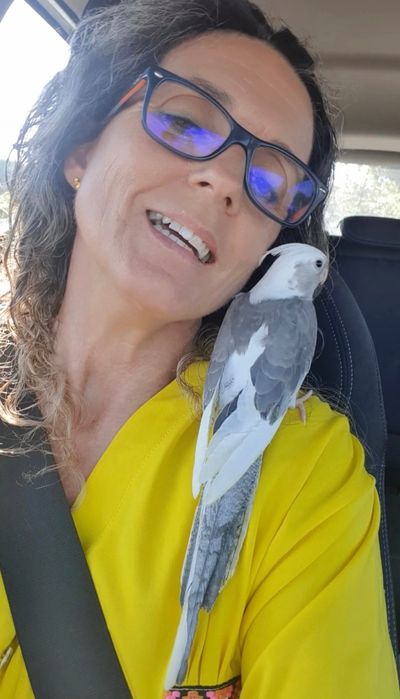 Caturras  criadas  à mão