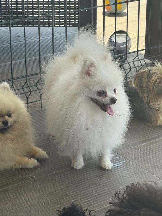 Lulu da Pomerânia Mini Mini