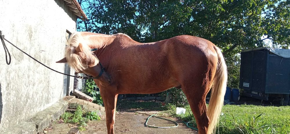 Vendo cavalo Palomino 9 anos