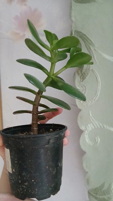 Вазон декоративний грошове дерево