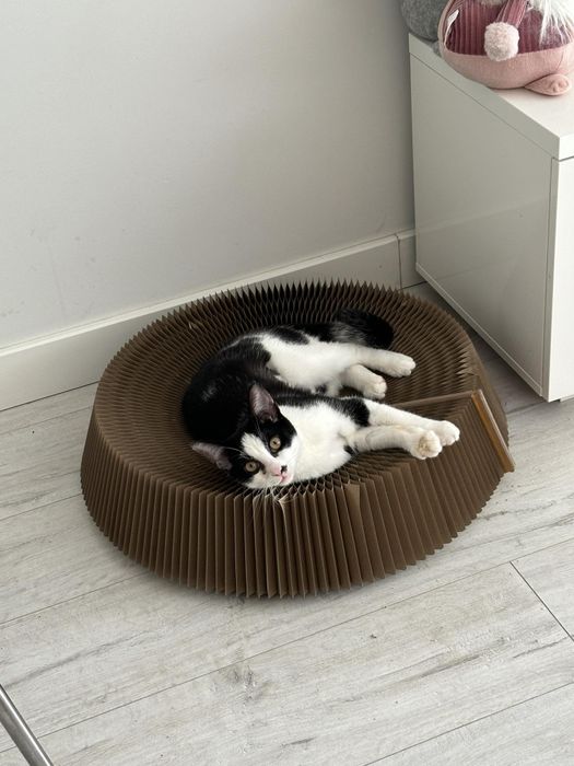 Przecudny Śledź chce popłynąć do domu