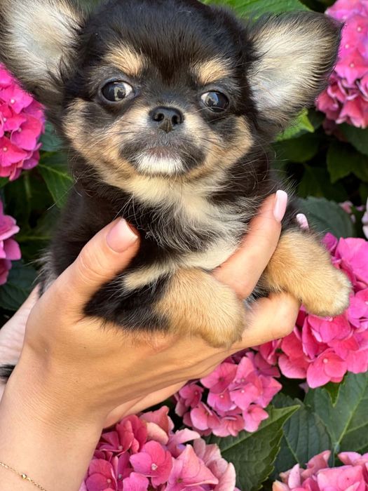 Cudowny chlopiec Chihuahua  dlugowlosy