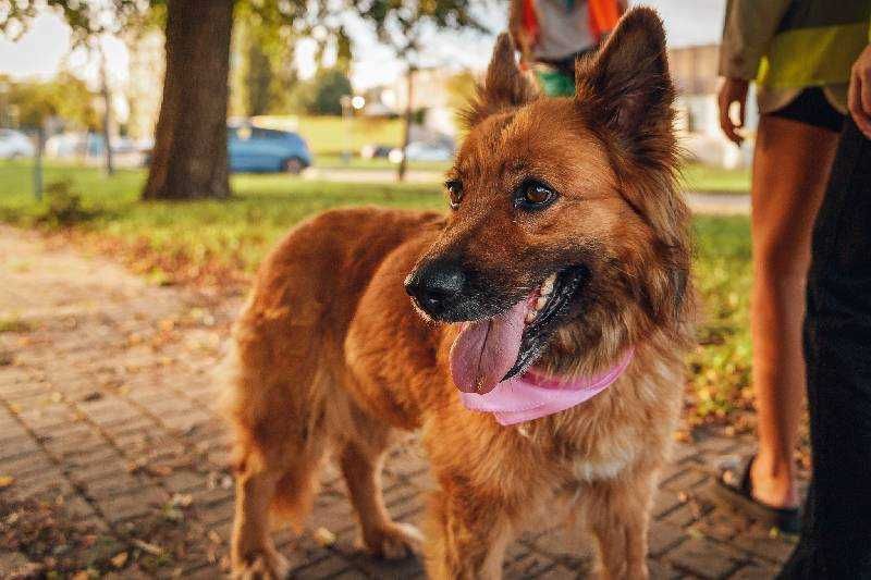 Piękna sunia pilnie szuka domu