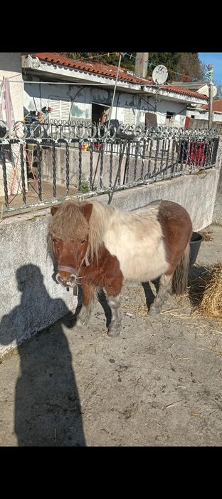 Pónei pónei pónei