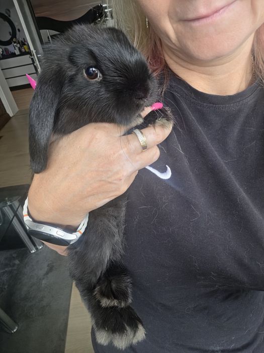 Króliczki Mini lop hodowla zarezerwowana