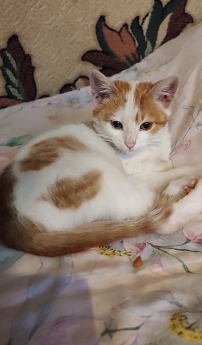 Кошенятко у хороші руки