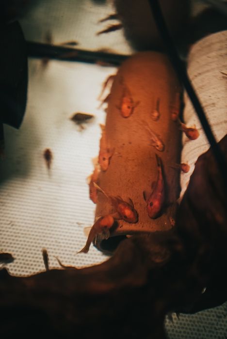 Ancistrus Super Red e Ancistrus Lemon Blue Eyes