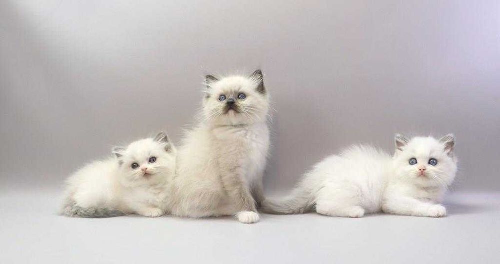 Кошенята регдолл з ідеальним темпераментом.