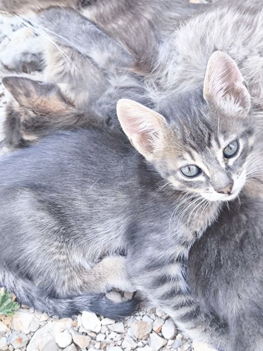 Gatinhos bebés para adoção,
