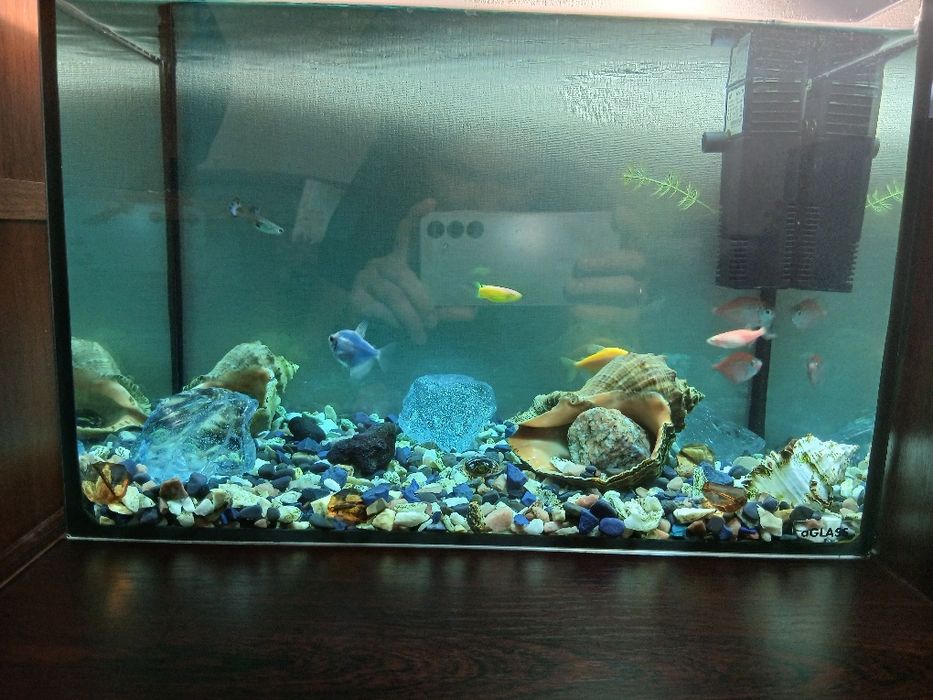 Акваріум з рибками