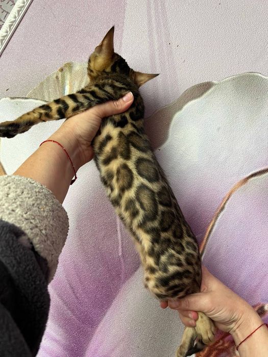 Шикарный мальчик для выставок и разведения