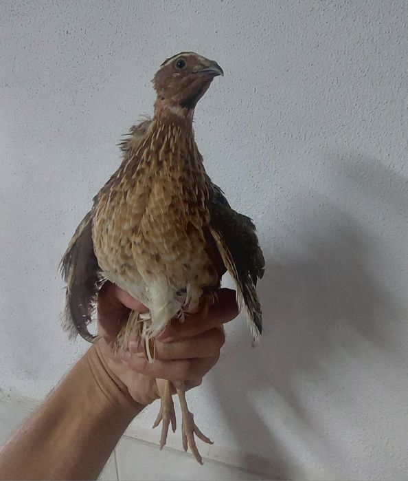 Ovos de codorniz galados