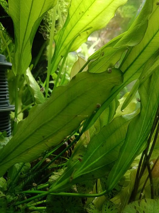 Rośliny Akwariowe i drobne zwierzątka