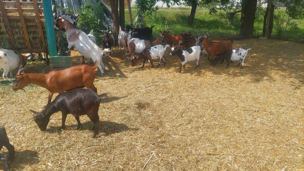 Продам племінне стадо камерунських кіз: 11 кіз + 1 цап (класичний стандарт