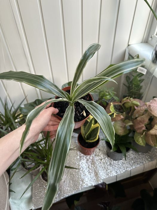 Кімнатні квіти рослини