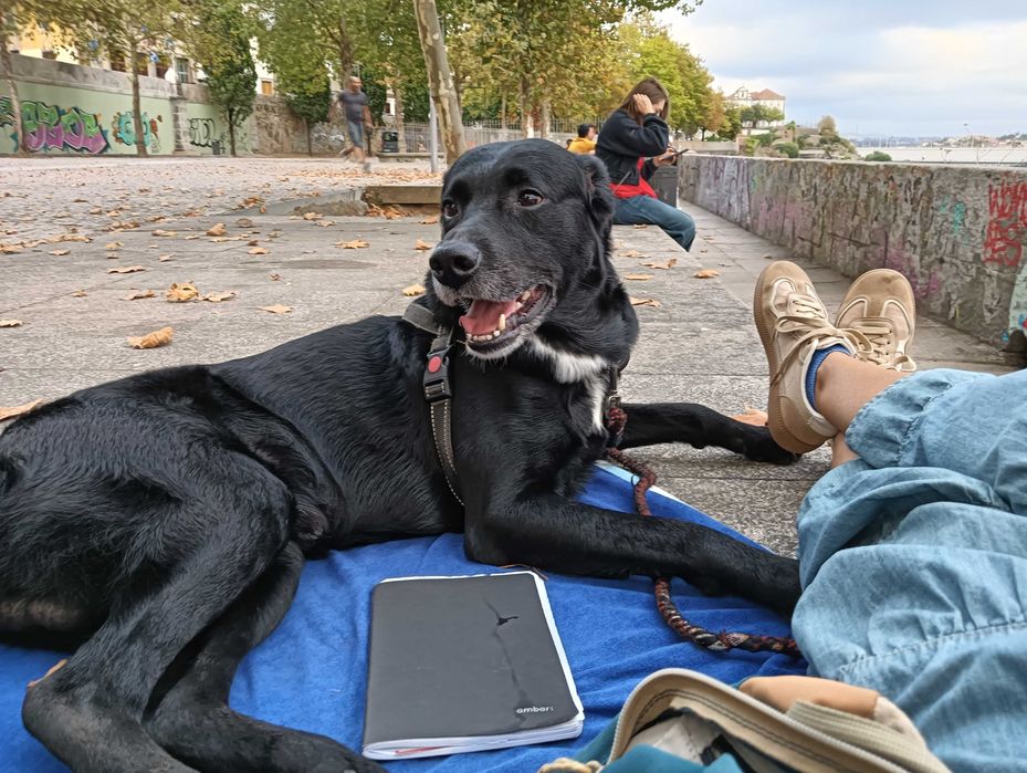 Pet sitting & dog walking