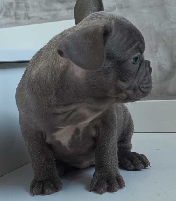 Bulldog frances azul cinza