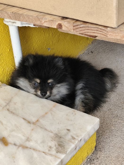 Spitz Alemão anão