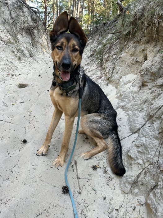 Pies w typie owczarka (adopcja)