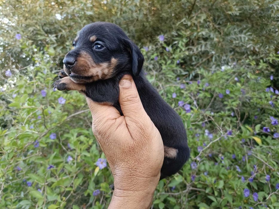 Teckel  macho mini preto afogueado