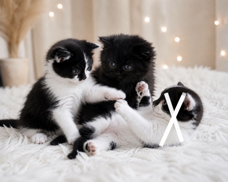 Кошенята, мама висловуха, встигніть замовити!:)