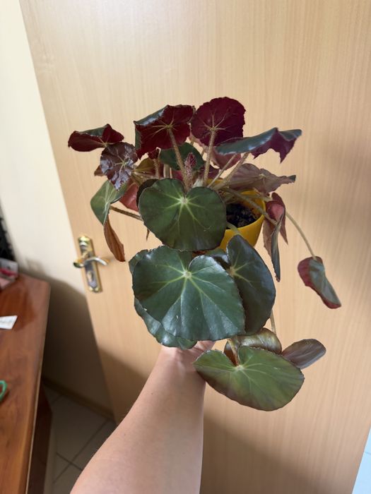 Бігонія різновид вазон