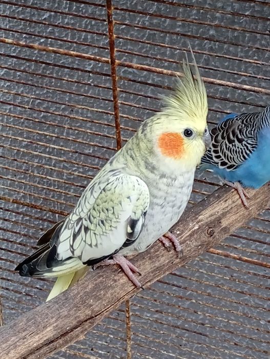 Caturra fêmea pérola