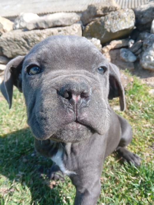 Девочки кане корсо